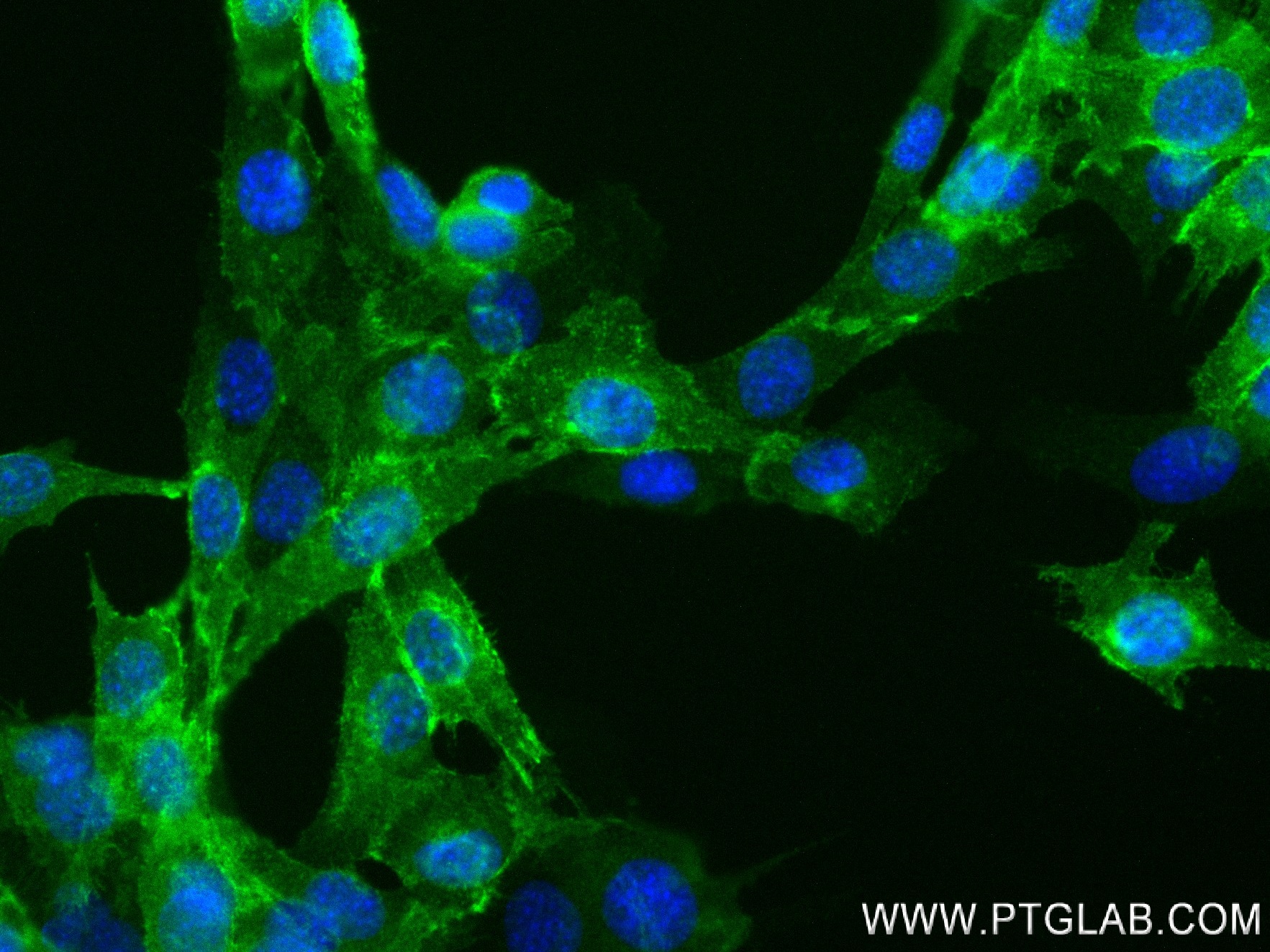 IF Staining of C2C12 using 84440-5-RR