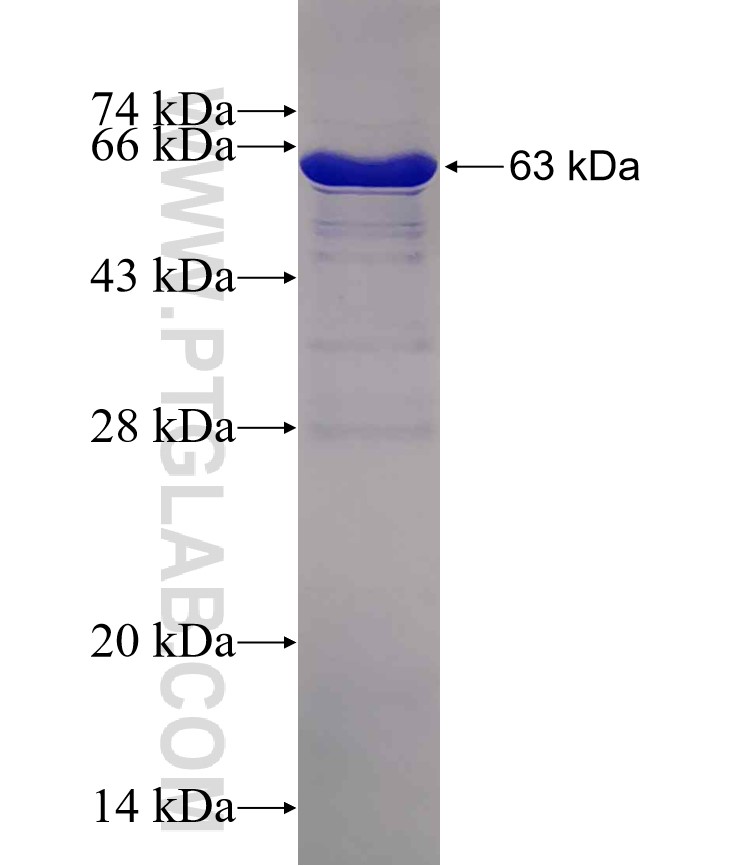 MAD2L1BP fusion protein Ag7550 SDS-PAGE