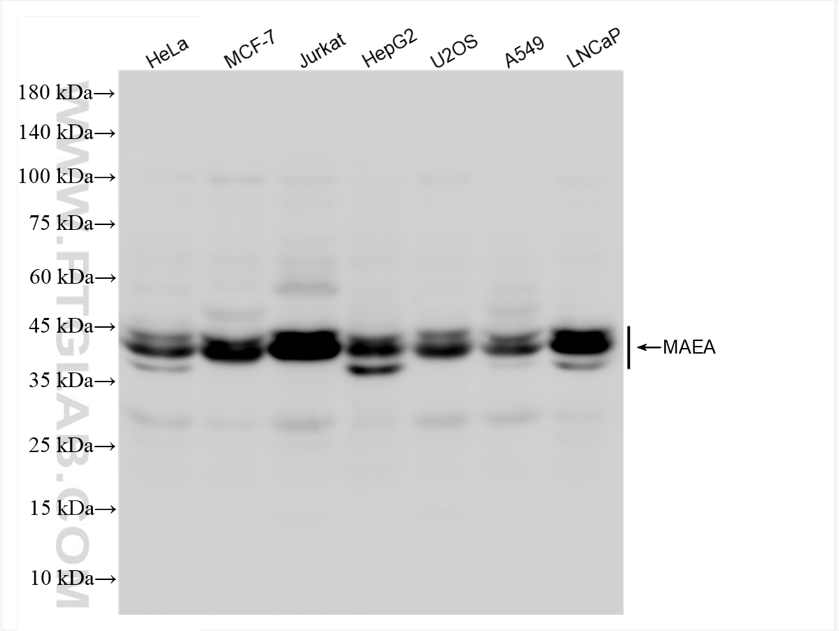 WB analysis using 83267-2-RR (same clone as 83267-2-PBS)