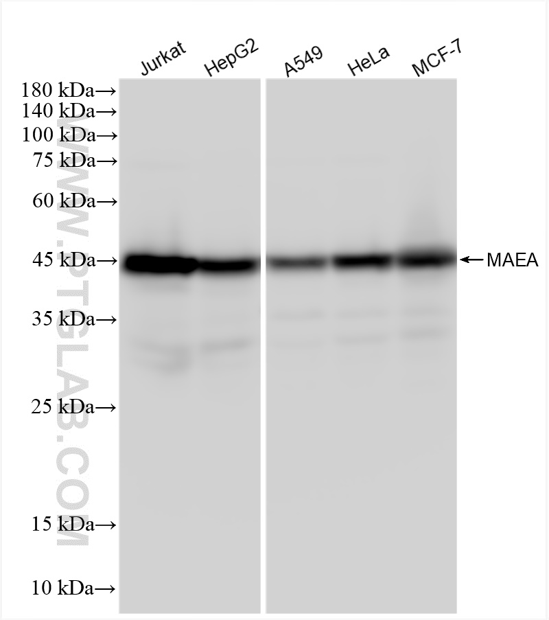 WB analysis using 83267-4-RR (same clone as 83267-4-PBS)