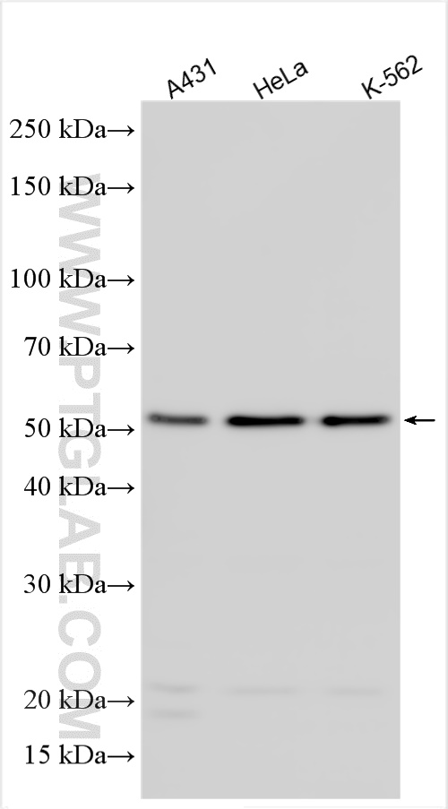 WB analysis using 55013-1-AP