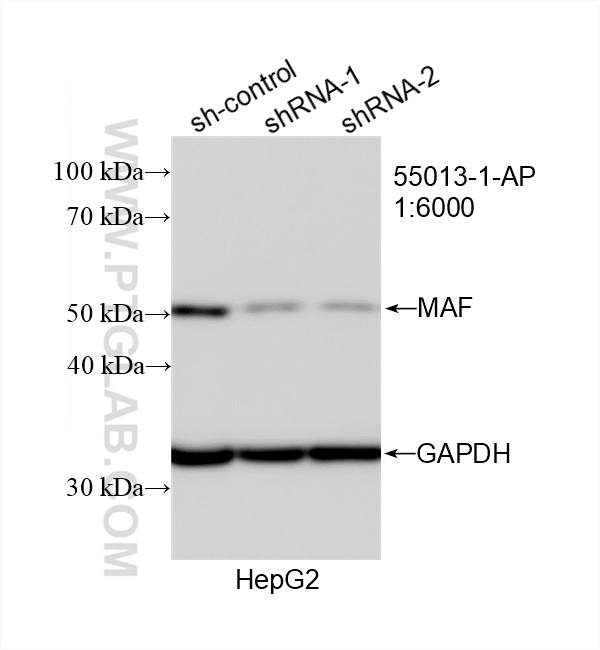 WB analysis of HepG2 using 55013-1-AP