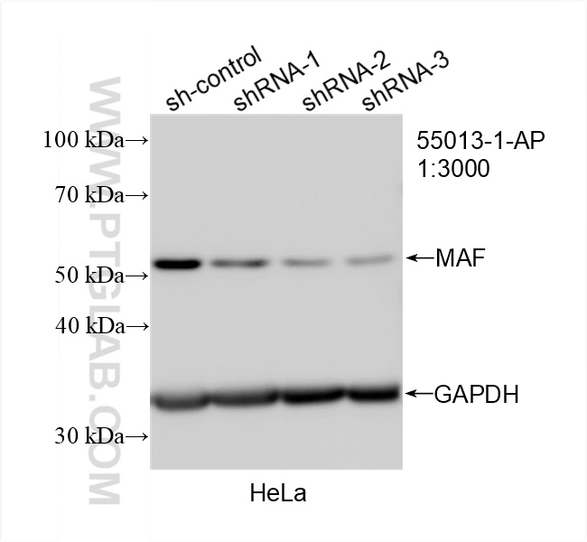 WB analysis of HeLa using 55013-1-AP