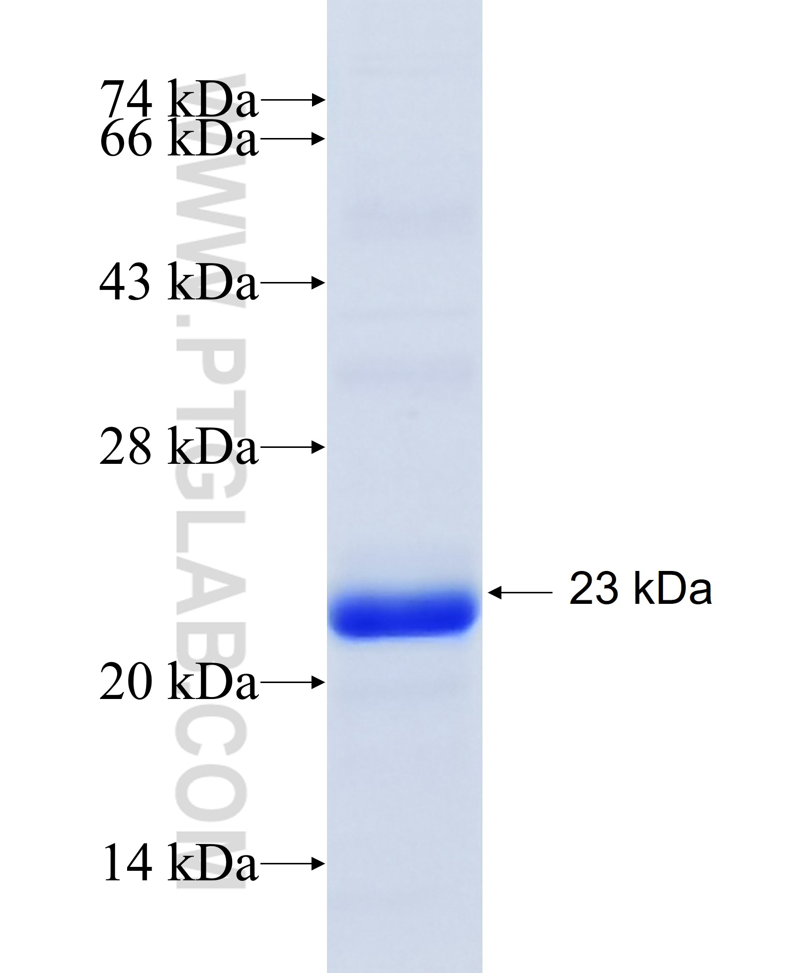 MAFF fusion protein Ag24829 SDS-PAGE