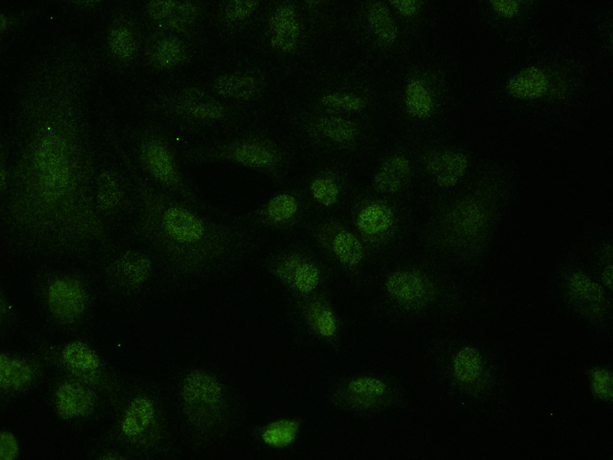 IF Staining of A549 using 83480-5-RR