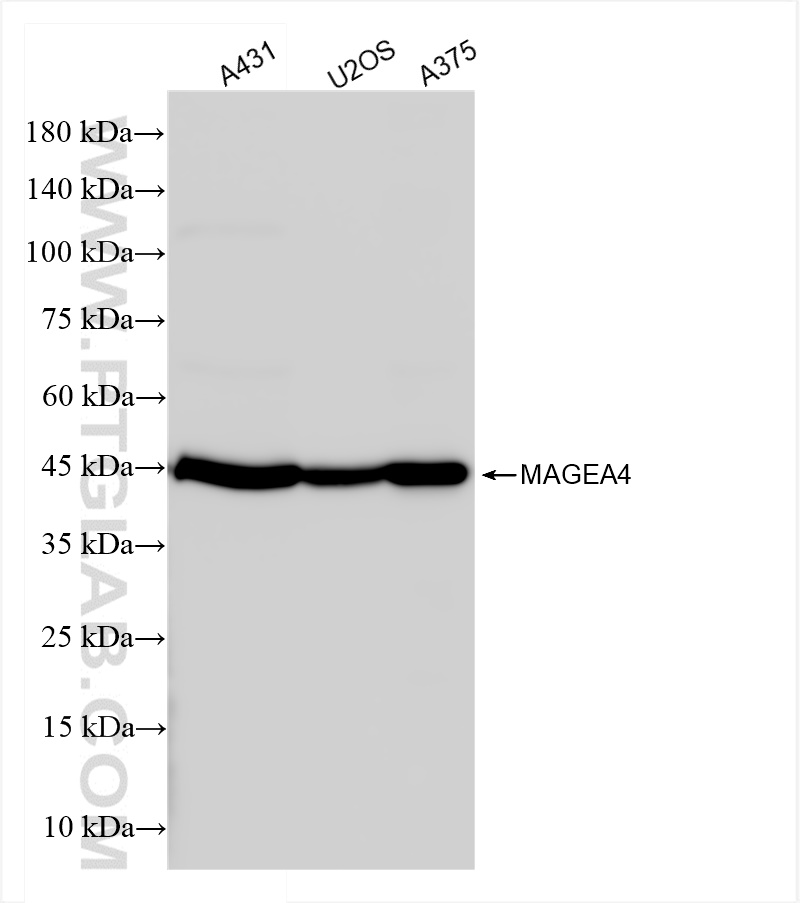 WB analysis using 84248-6-RR