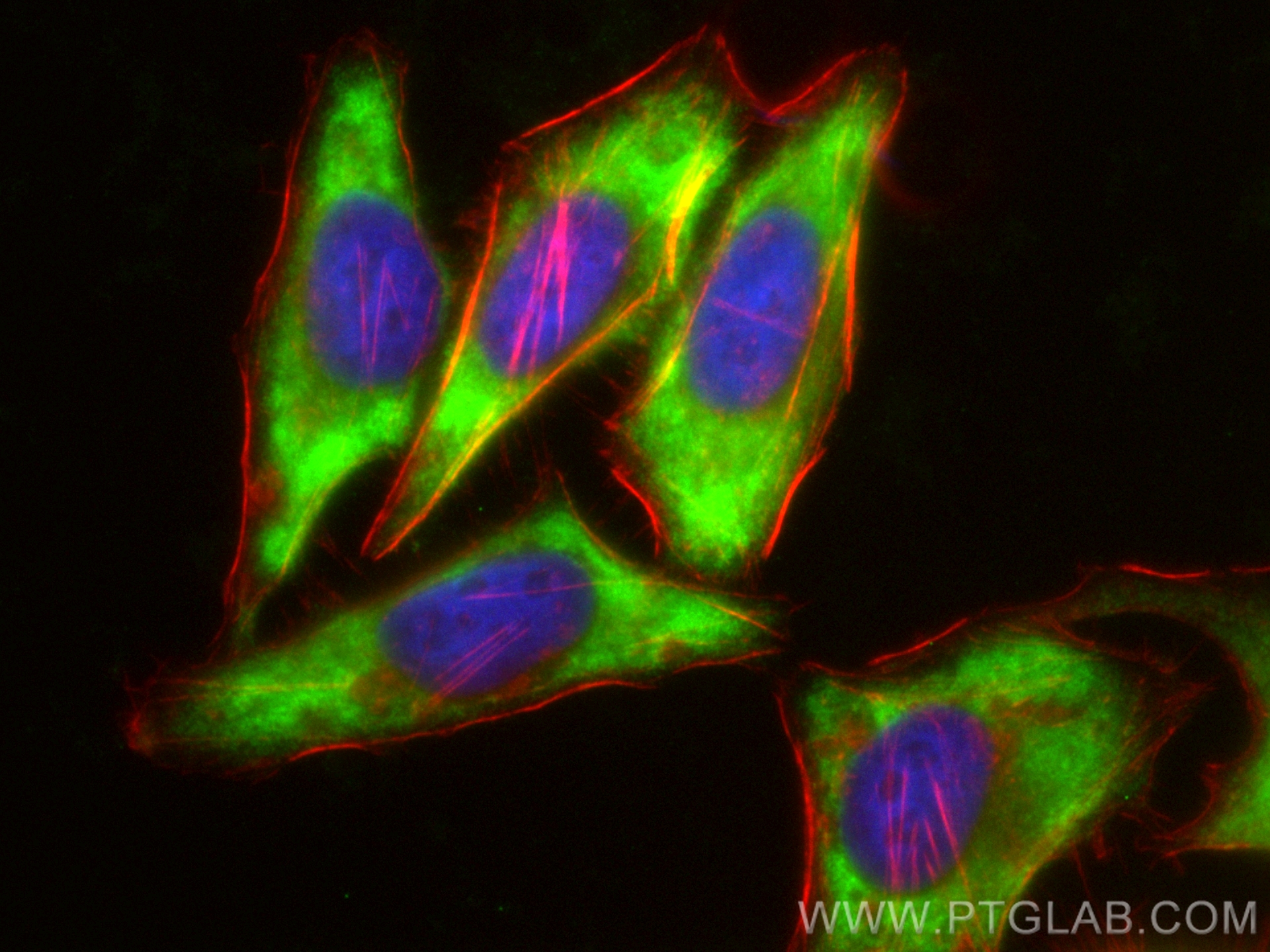 IF Staining of HepG2 using CL488-12400