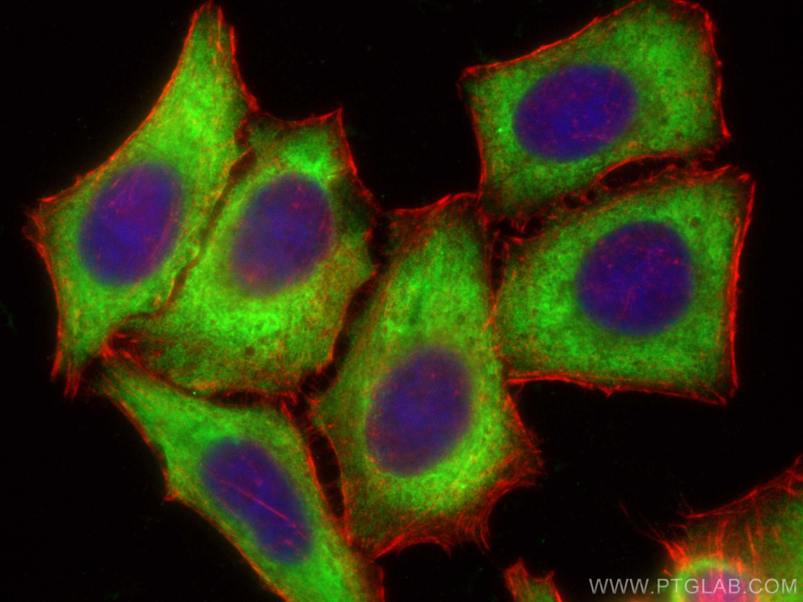 IF Staining of HepG2 using 12786-2-AP