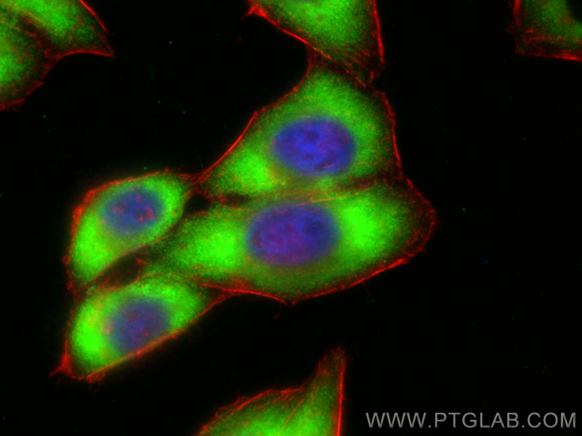 IF Staining of HepG2 using CL488-12786