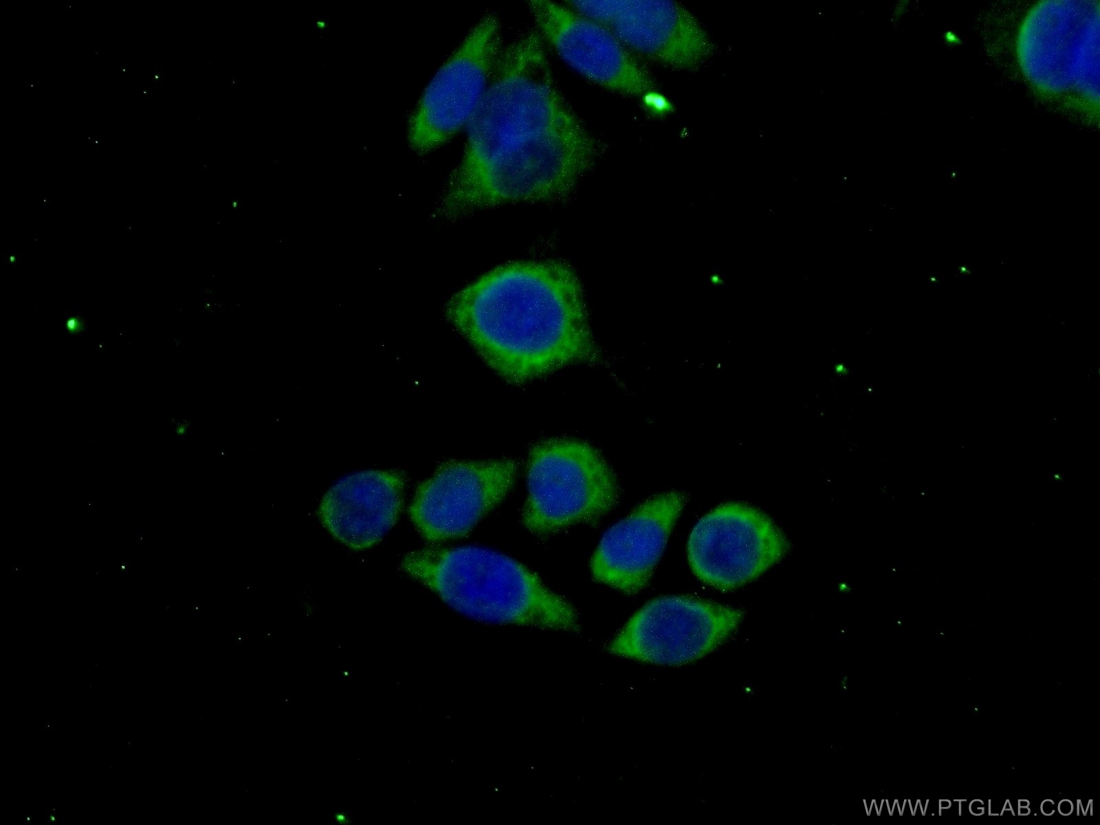 IF Staining of PC-3 using 12424-1-AP