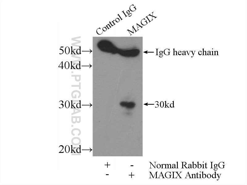 IP experiment of mouse testis using 24518-1-AP