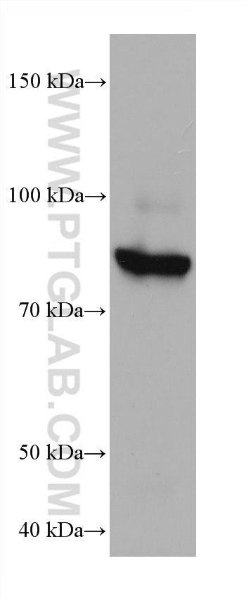 WB analysis of HeLa using 68121-1-Ig