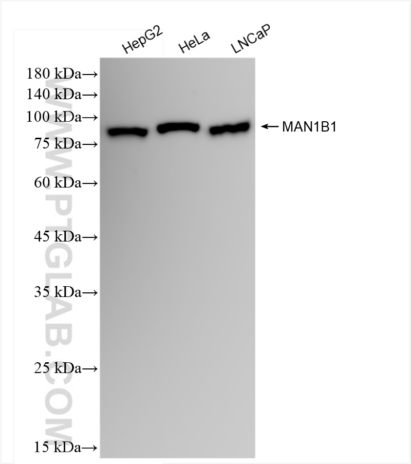 WB analysis using 84588-1-RR