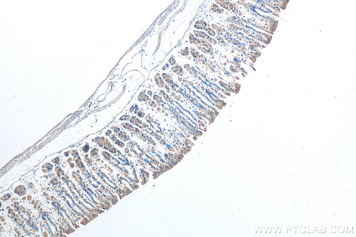 IHC staining of mouse stomach using 21132-1-AP (same clone as 21132-1-PBS)