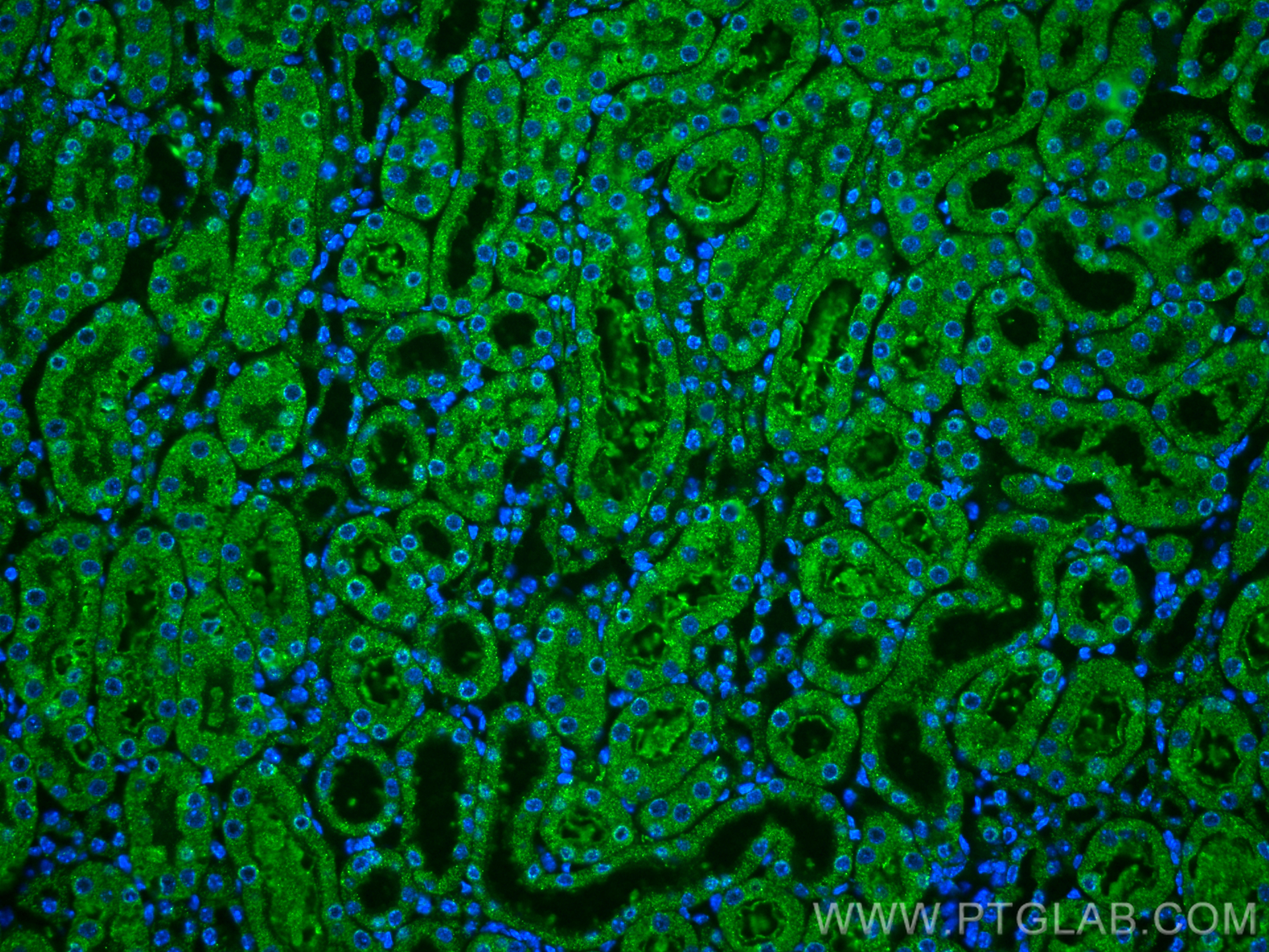 IF Staining of mouse kidney using 66107-1-Ig