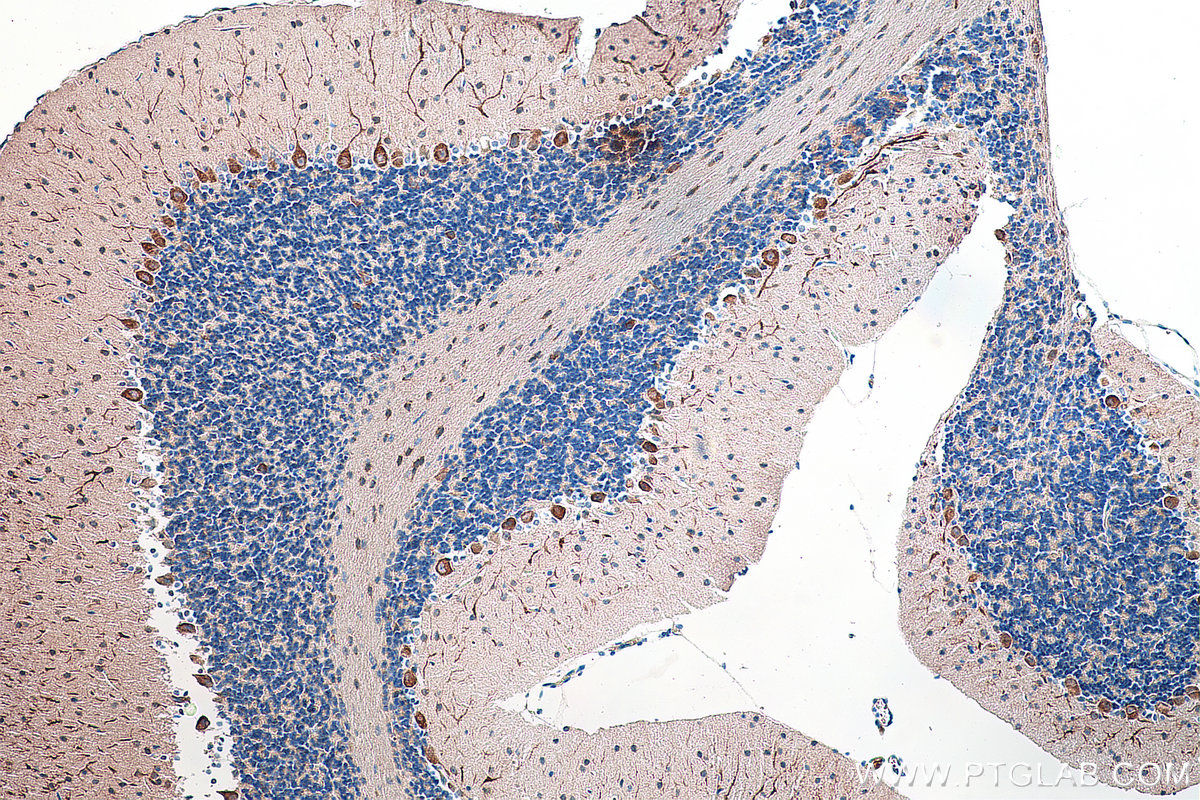 IHC staining of mouse cerebellum using 55062-1-AP