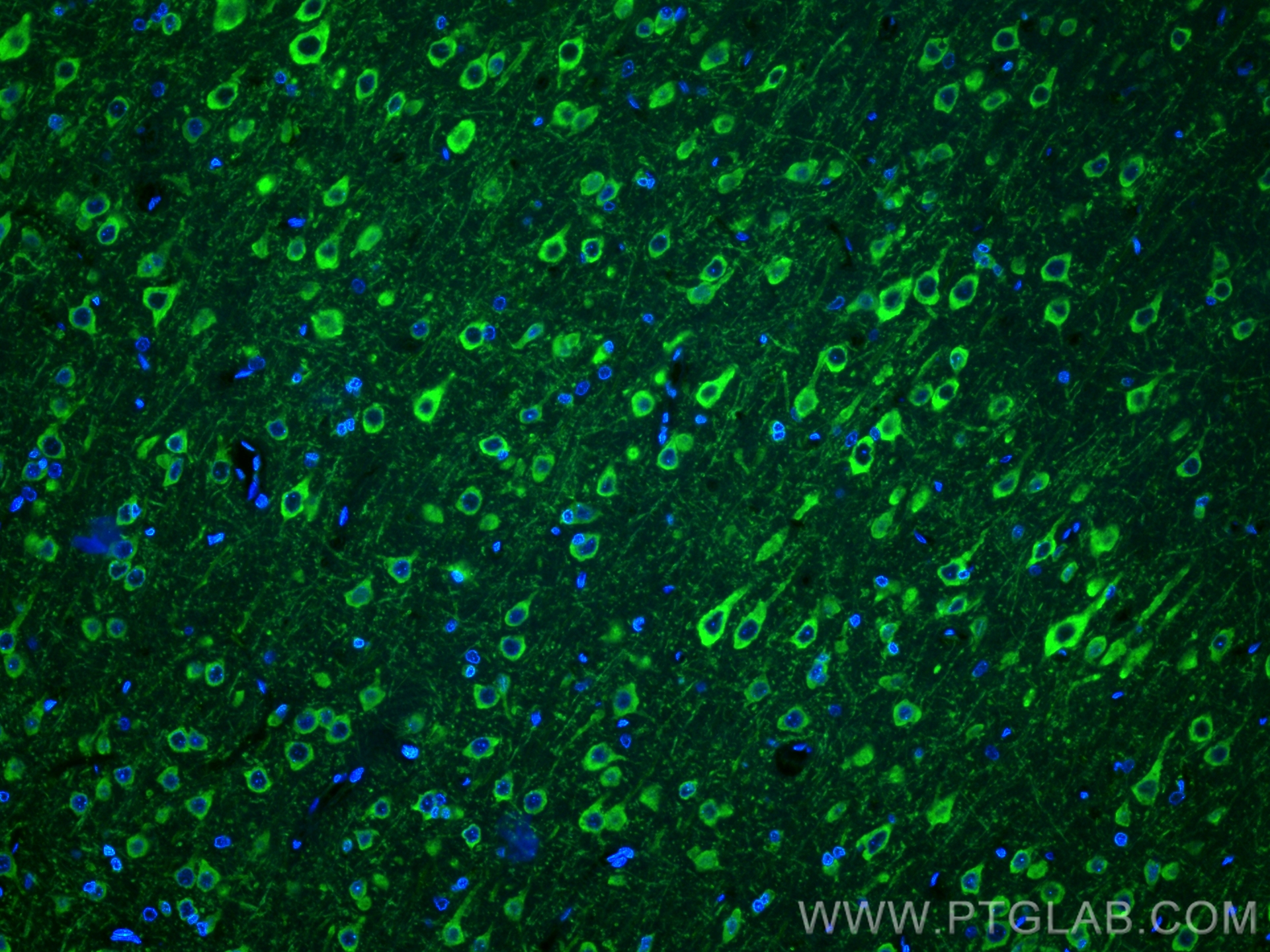 IF Staining of rat brain using CL488-67423