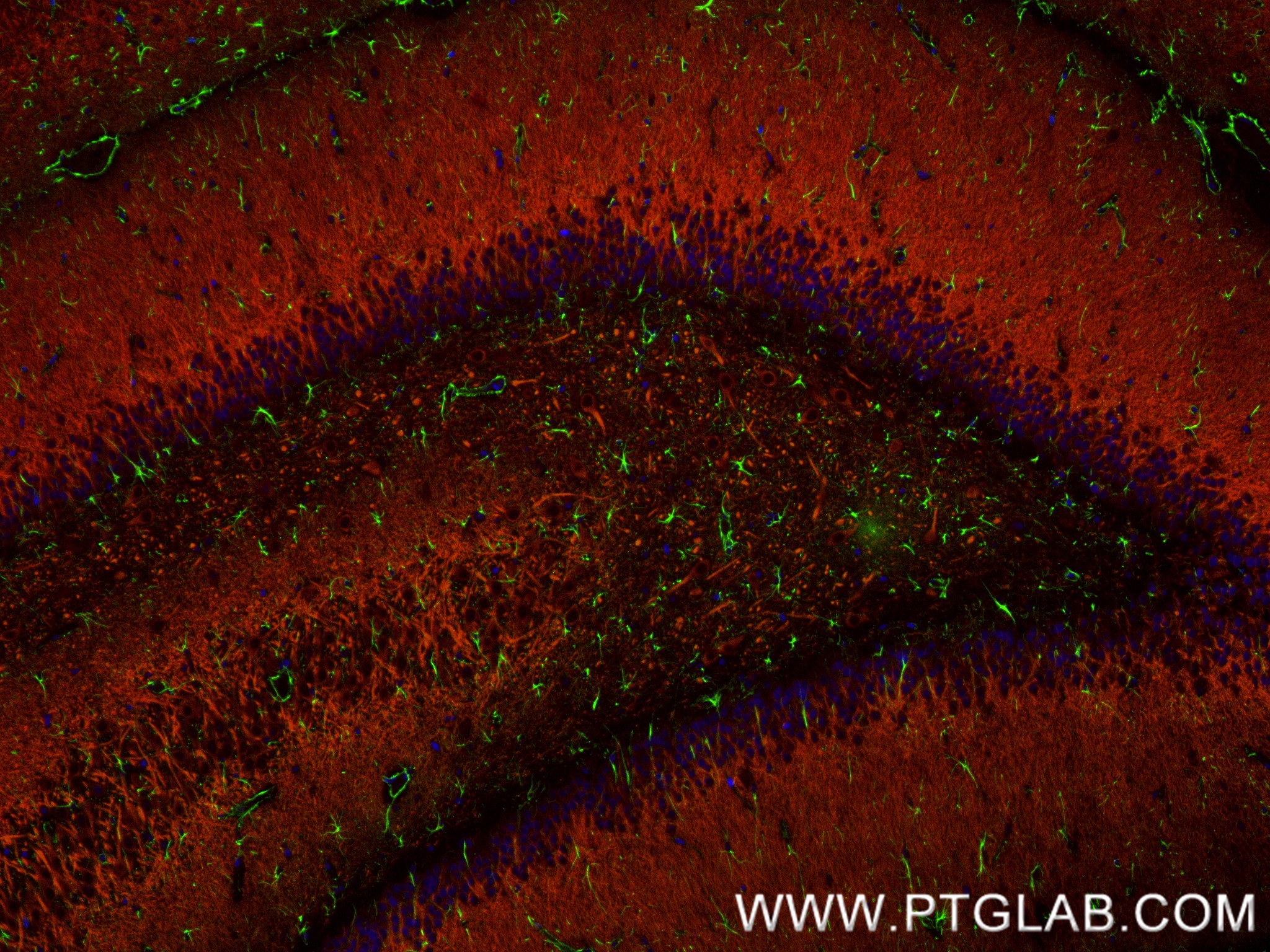 IF Staining of rat brain using 84306-3-RR