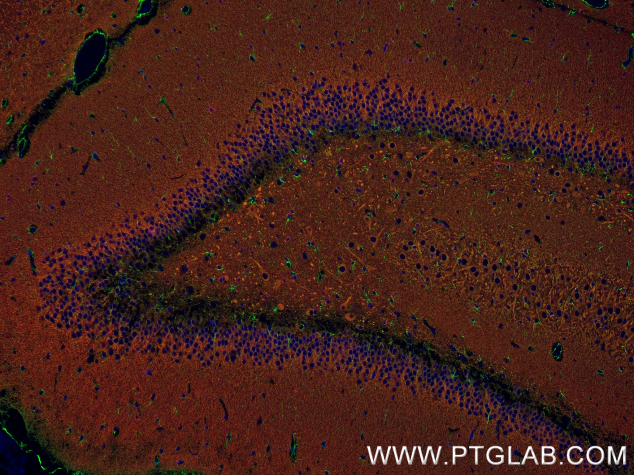 IF Staining of rat brain using 84306-4-RR (same clone as 84306-4-PBS)