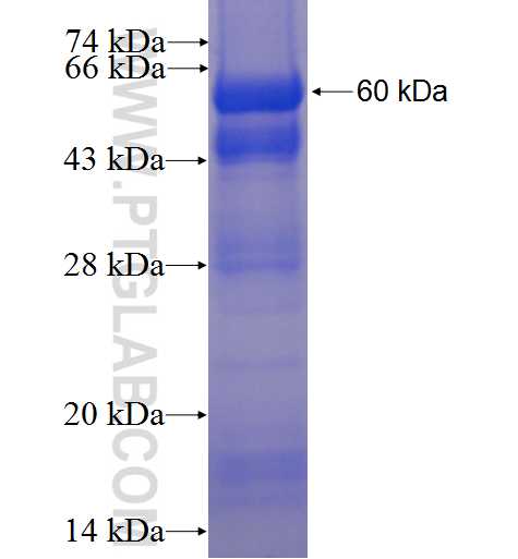 MAP3K6 fusion protein Ag9206 SDS-PAGE