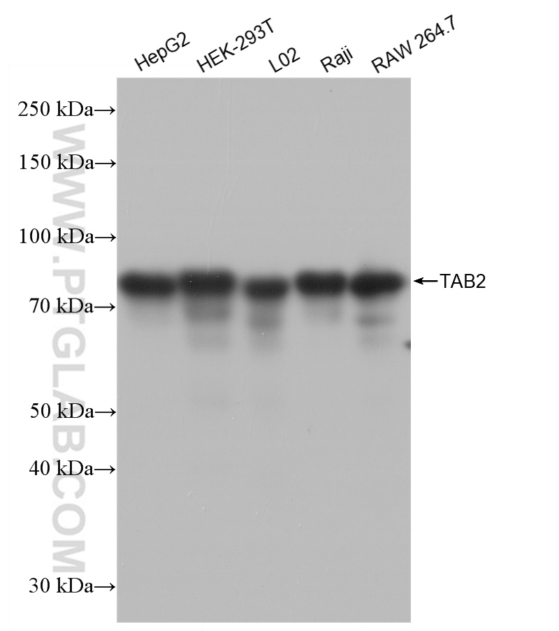 WB analysis using 82948-1-RR