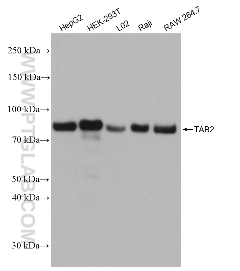 WB analysis using 82948-5-RR (same clone as 82948-5-PBS)