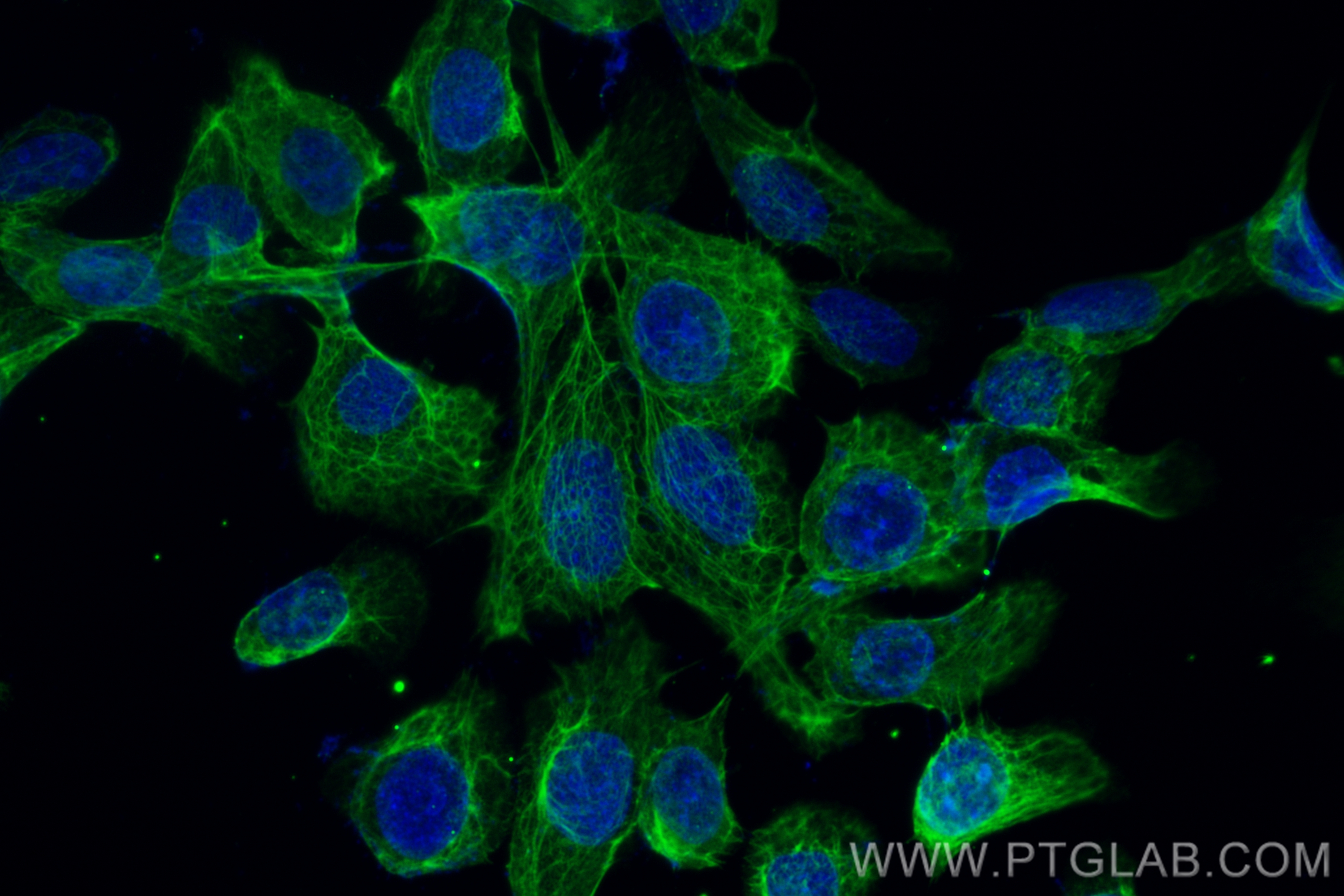 IF Staining of A431 using CL488-68271