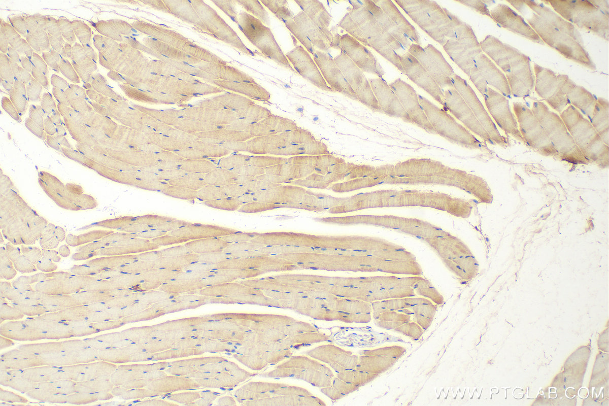 IHC staining of mouse skeletal muscle using 30716-1-AP