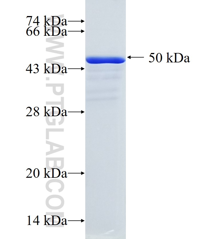 MAP4K3 fusion protein Ag33512 SDS-PAGE