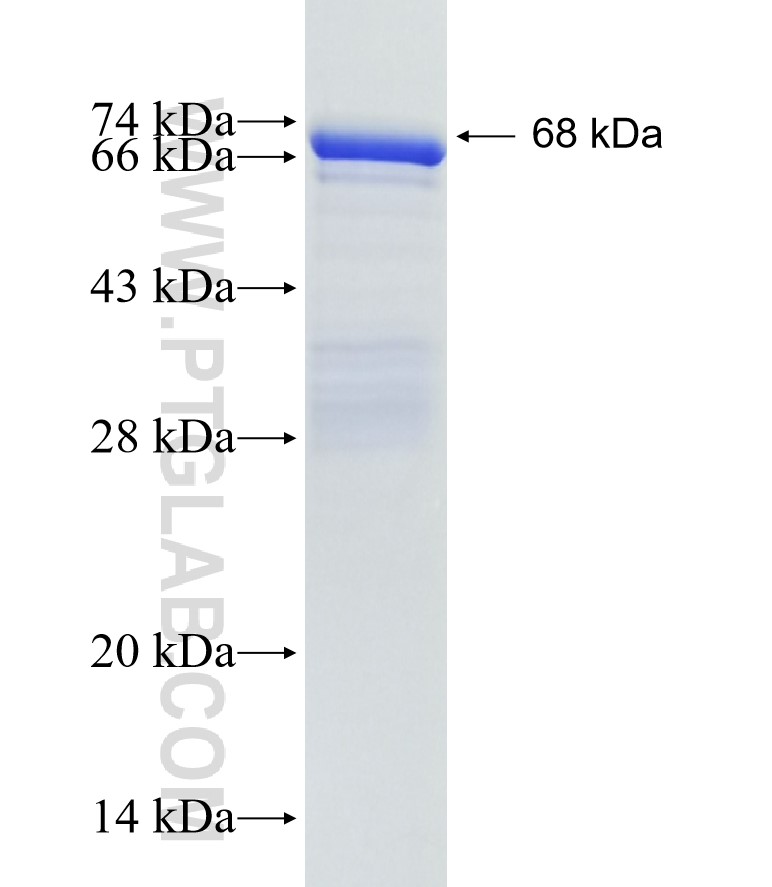 MAP6 fusion protein Ag22471 SDS-PAGE