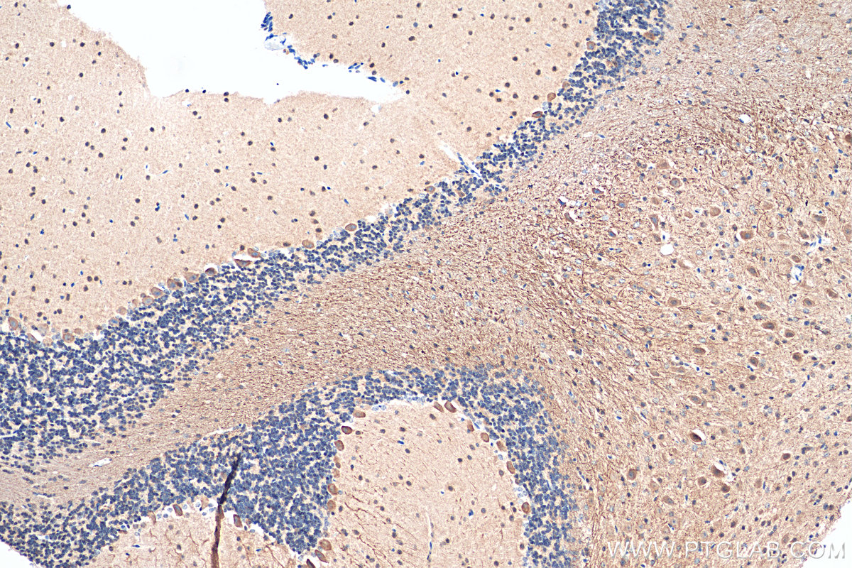 IHC staining of mouse cerebellum using 25717-1-AP