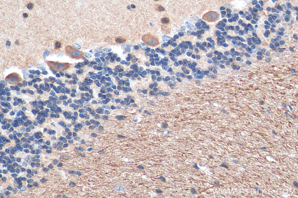 IHC staining of mouse cerebellum using 25717-1-AP