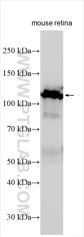 WB analysis using 25717-1-AP