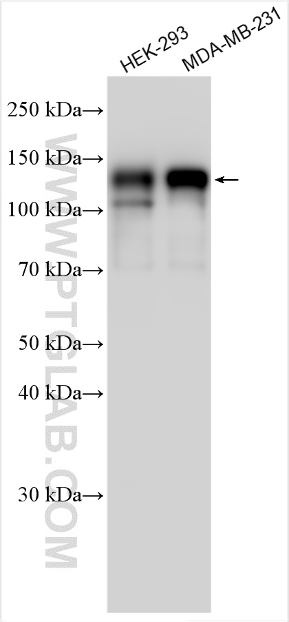 WB analysis using 20788-1-AP