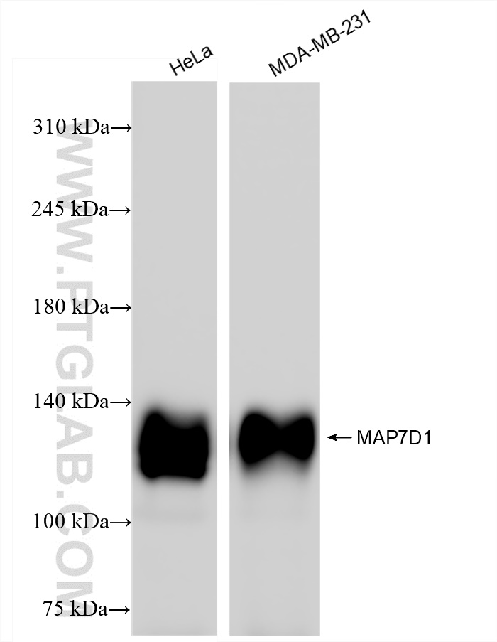 WB analysis using 83173-1-RR (same clone as 83173-1-PBS)