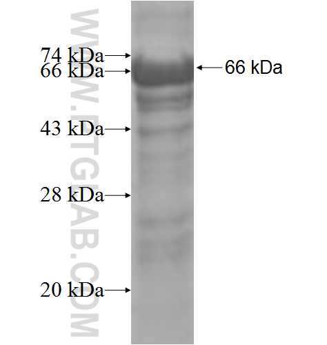 MAPK8IP2 fusion protein Ag4902 SDS-PAGE