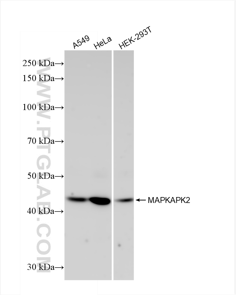 WB analysis using 82929-2-RR