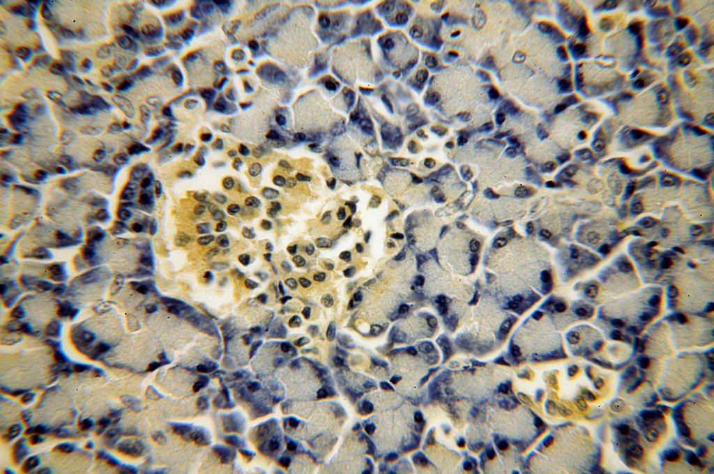 IHC staining of human pancreas using 17788-1-AP