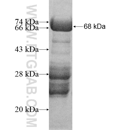 MAPKBP1 fusion protein Ag11883 SDS-PAGE