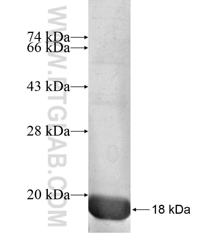 MARK1 fusion protein Ag16332 SDS-PAGE