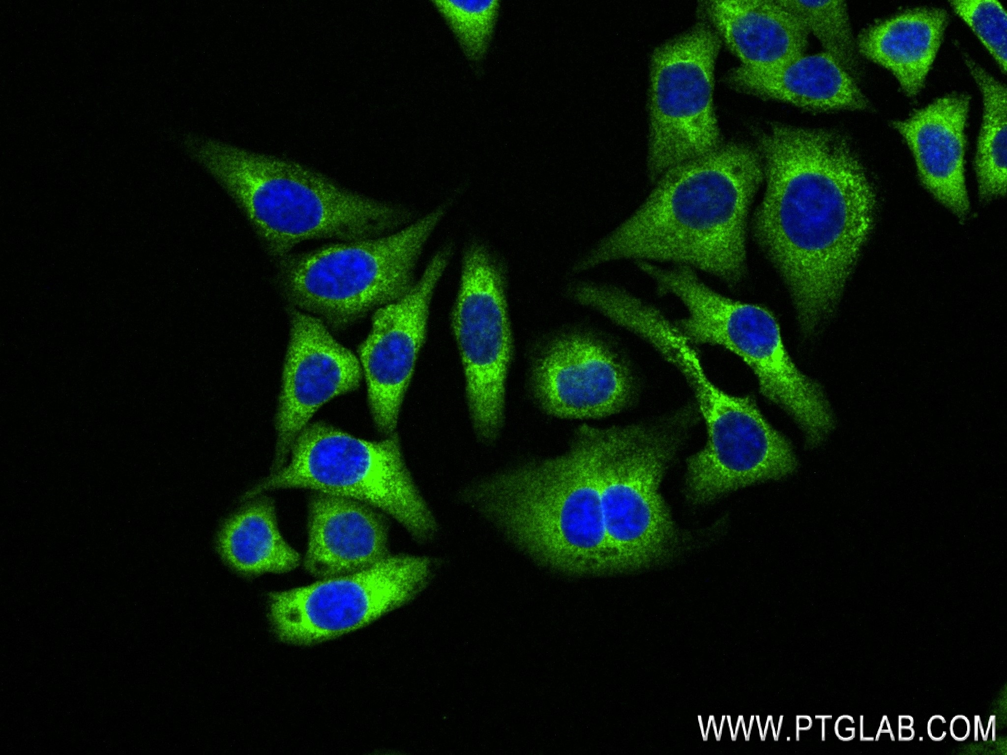 IF Staining of HepG2 using 83690-4-RR