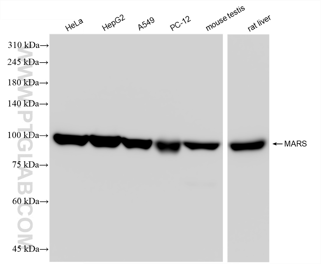 WB analysis using 83690-4-RR (same clone as 83690-4-PBS)