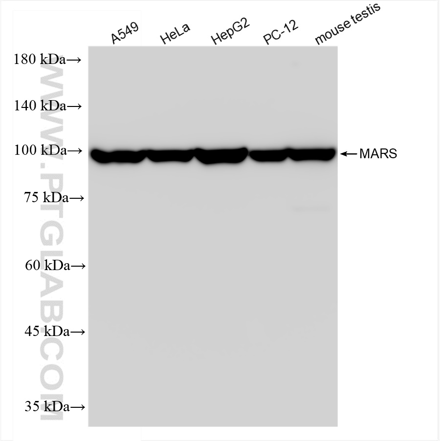 WB analysis using 83690-5-RR