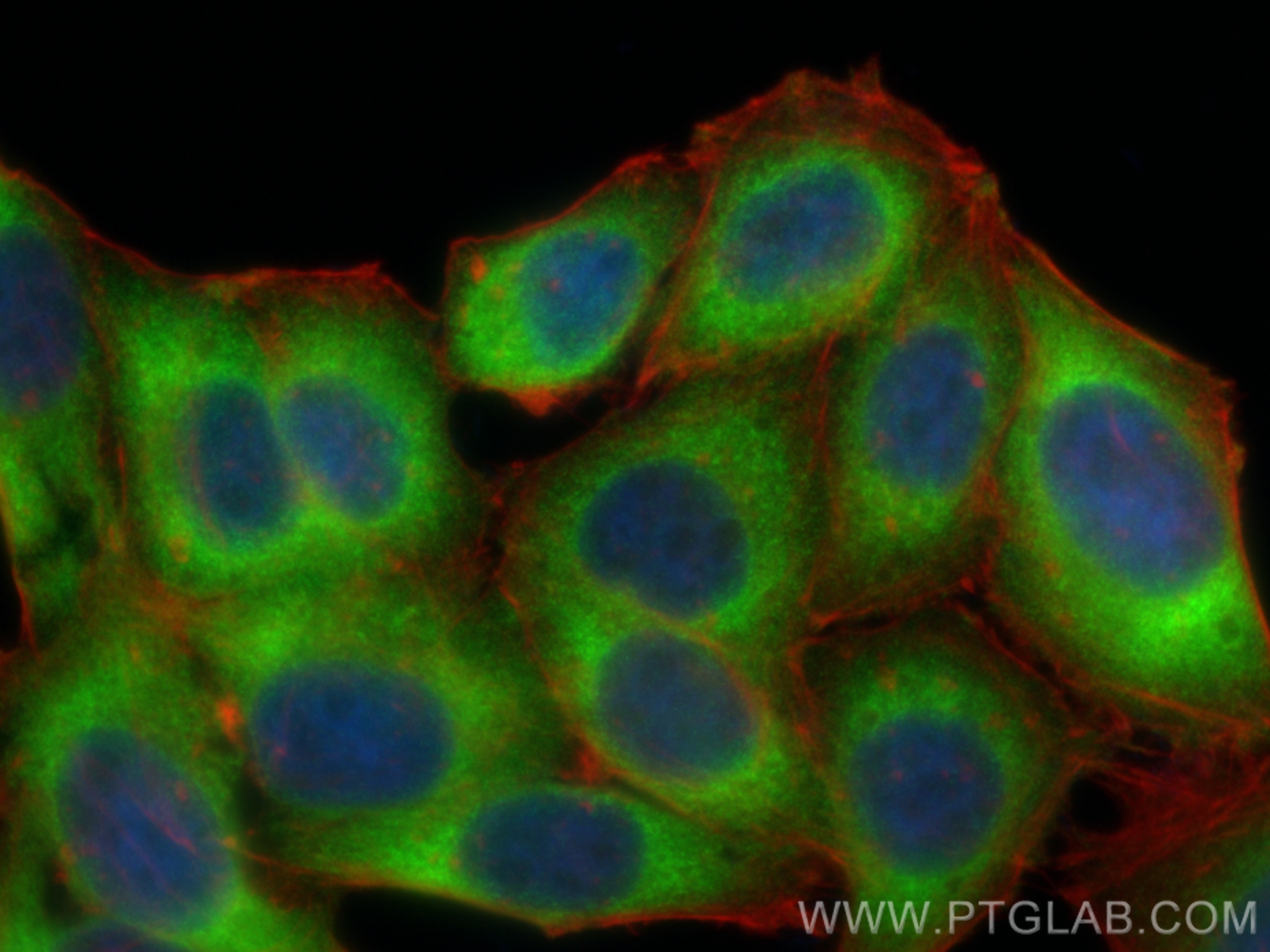 IF Staining of HepG2 using CL488-83690-4