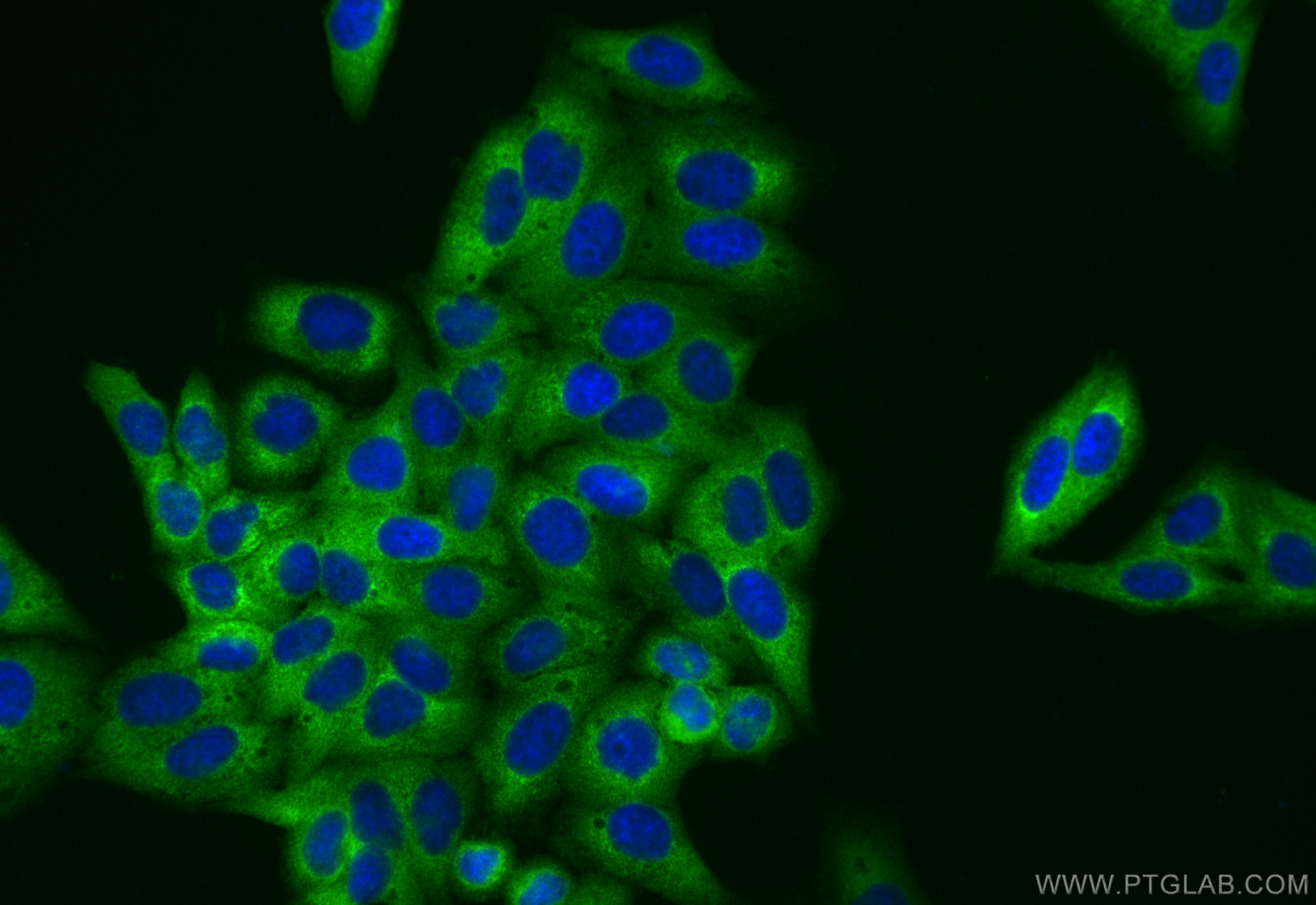 IF Staining of HepG2 using CL488-83690-5