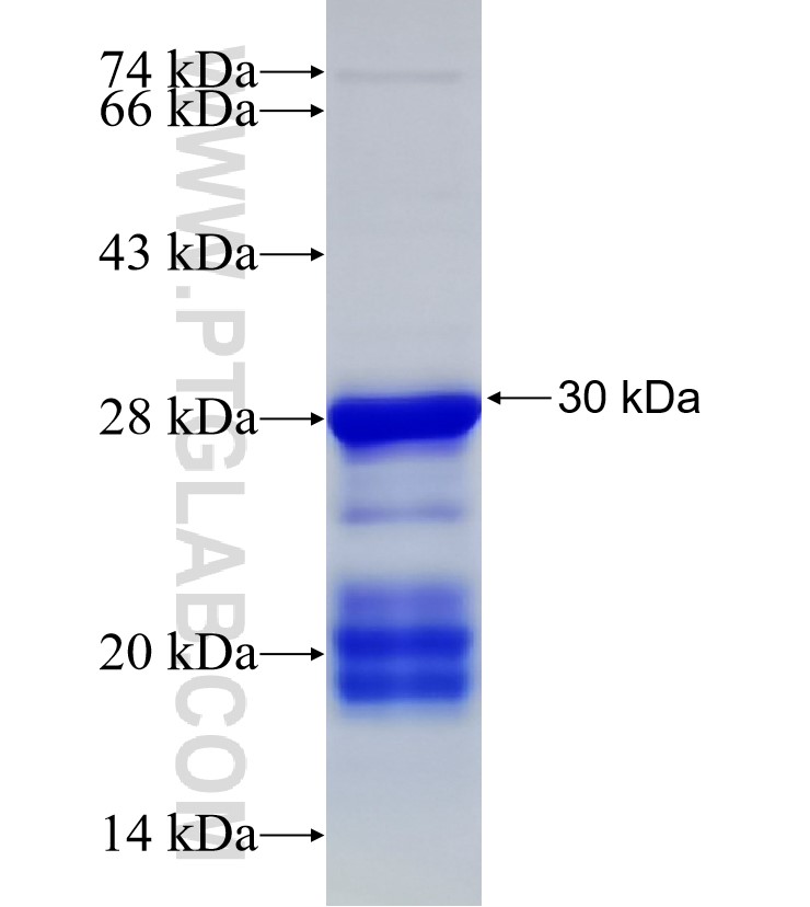 MARVELD3 fusion protein Ag33294 SDS-PAGE