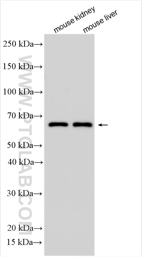 WB analysis using 55252-1-AP