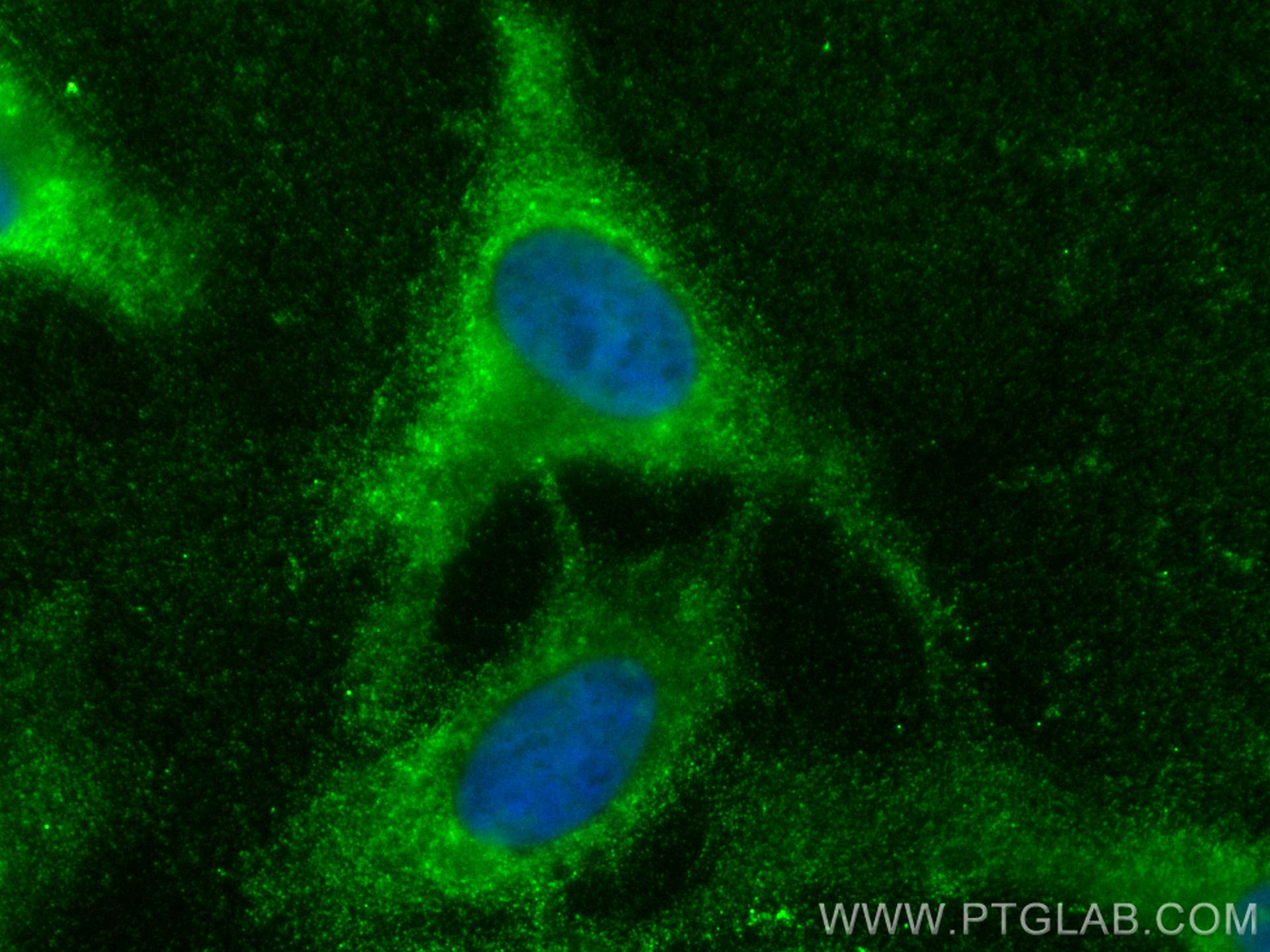 IF Staining of HeLa using CL488-55309