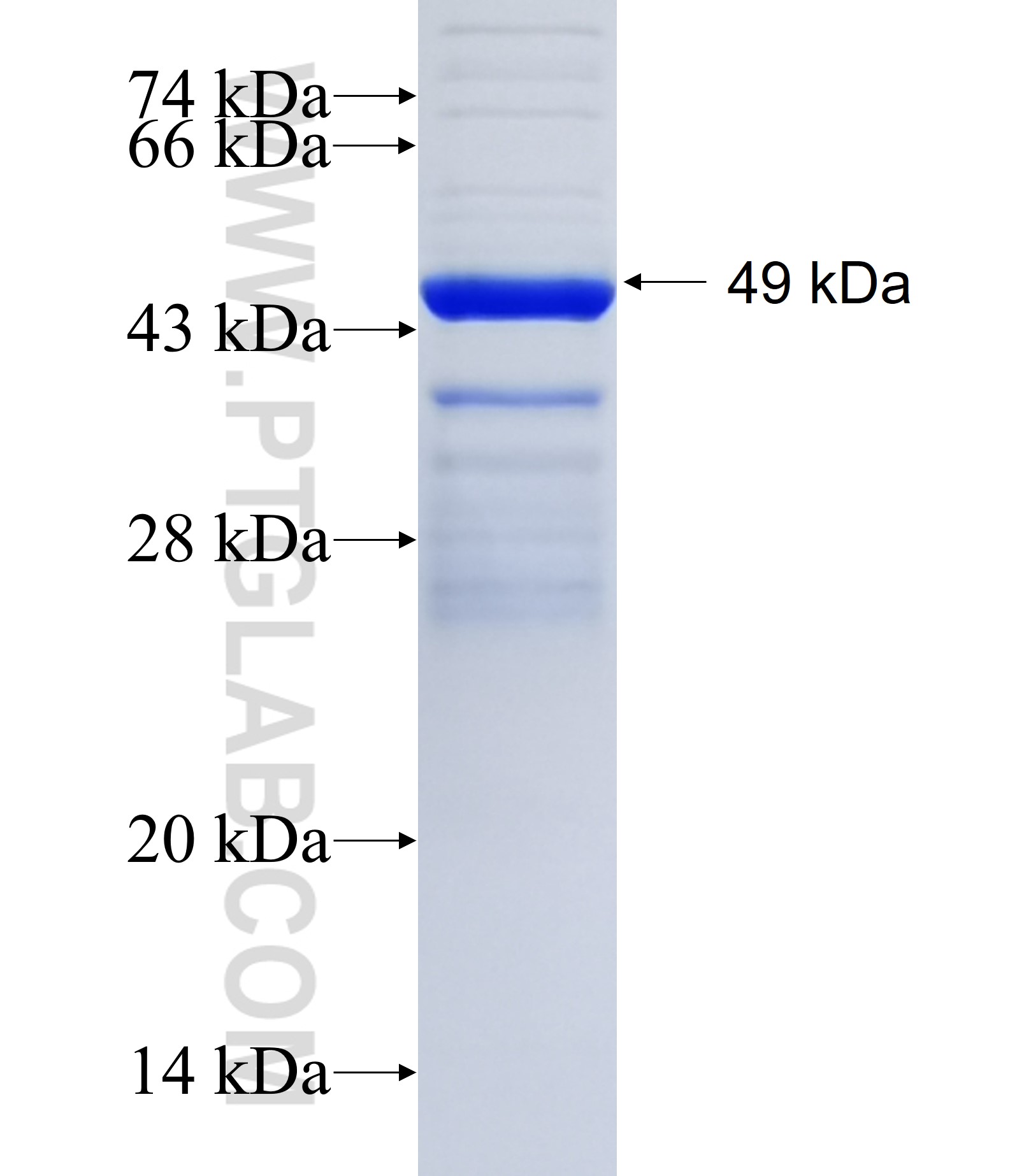 MATK fusion protein Ag36346 SDS-PAGE