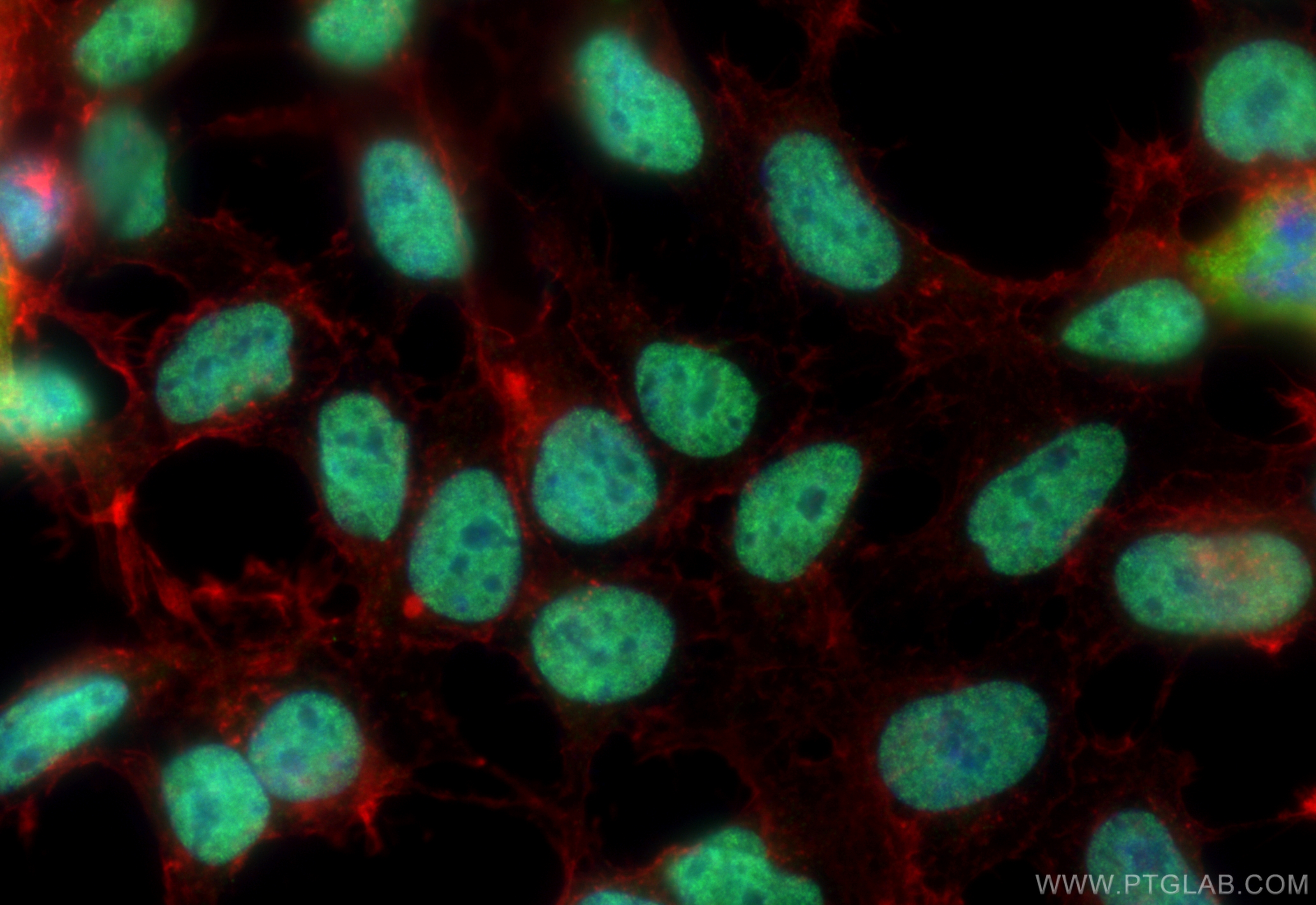 IF Staining of HEK-293 using 68280-1-Ig (same clone as 68280-1-PBS)